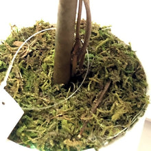 Seasonal Specialties Artificial Boxwood-Like Topiary Tree Decorative Plant (13") - DollarFanatic.com